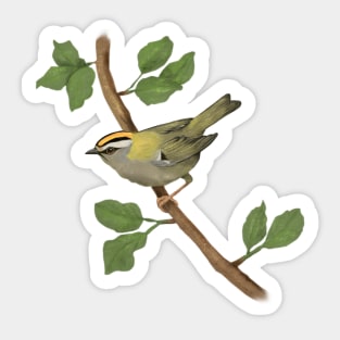 Common firecrest digital drawing Sticker